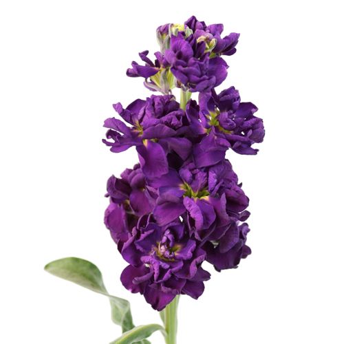 Midnight Purple Flowers